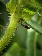 Climbing bug