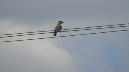 bird on electric line