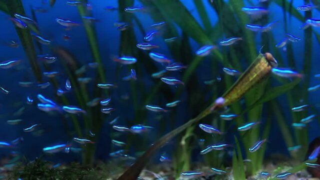 neon tetra Jumbo Paracheirodon innesi is a freshwater fish of the characin family. selective focus