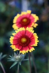 red yellow flower