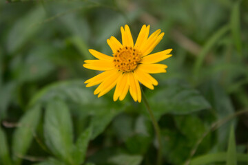 Yellow flower in green background 