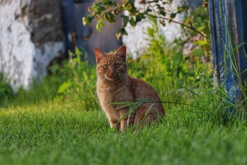 cat in the garden