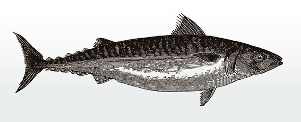 Atlantic mackerel, scomber scombrus, a highly commercial food fish in side view