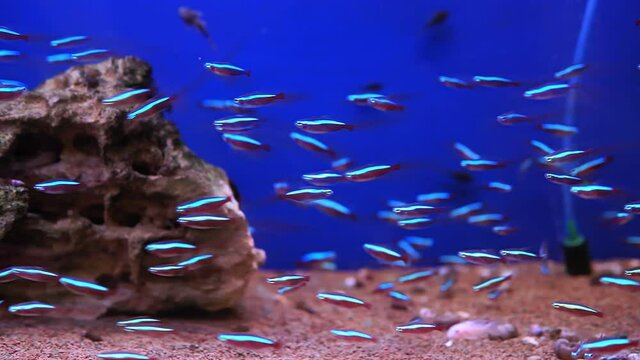 neon Jumbo Paracheirodon innesi is a freshwater fish of the characin family. selective focus