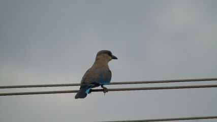 bird on a wire
