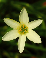 Top view of white rain lily whit selective focus.