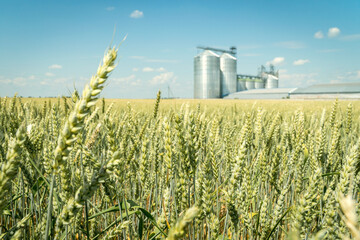 Green wheat field with a modern metal grain elevator on a background.