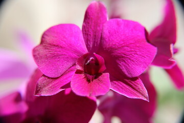 Purple orchid in close-up approach