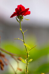 single red rose