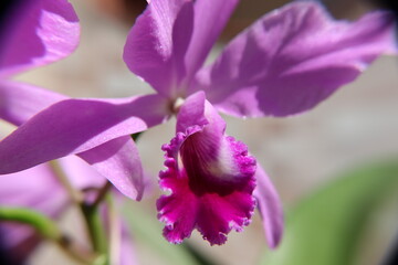 Pink orchid in close-up approach