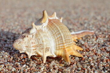 Fototapeta na wymiar Sea shells on the beach. Sandy beach with waves. Summer vacation concept. Holidays by the sea