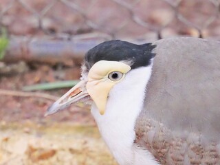 close up of an ostrich