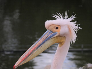 portrait of a pelican