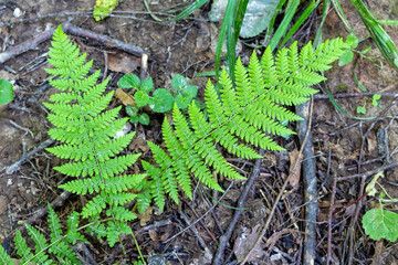 Carved green fern leaves on the ground background