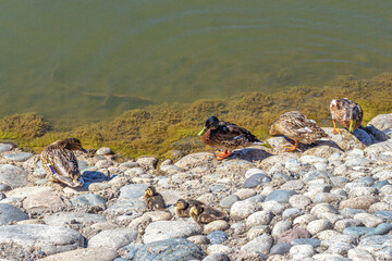 Ducks, ducklings and drake on the rocky shore of the pond