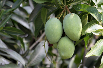 Mango. Tropical fruit. Still in a tree with leaves. Indonesian original fruit. Mango or Mangga in Indonesian languange