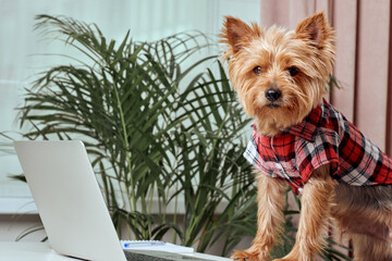 Cute terrier dog working on laptop at home. Technology concept.