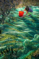 Little girl picking olives from net under olive tree, in olive field on island Brac in Croatia