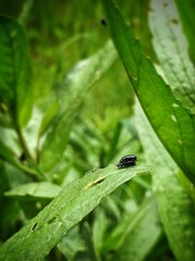 Couple of black bugs