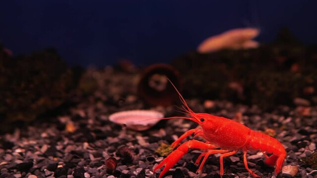 Pet of a beautiful red in freshwater lobster. in the aquarium. selective focus