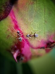Ants on a peony