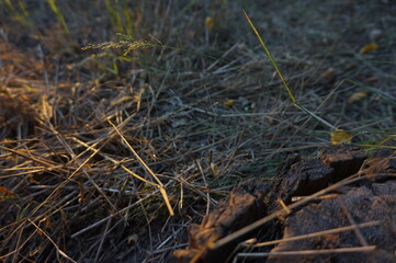 Fototapeta na wymiar Background of grass in the rays of the setting sun