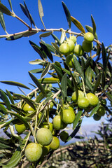 Olive branch full of yellow green fruits on island Brac in Croatia
