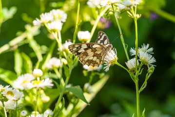 Melanargia galathea. White little butterfly on a yellow flower.