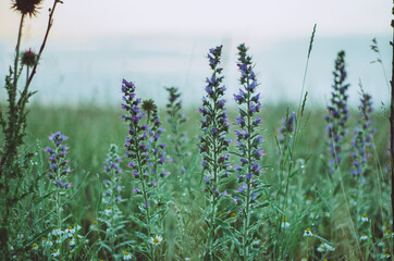 Misty morning blue beautiful wild flowers covered in dew 
