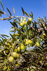 Olive branch full of yellow green fruits on island Brac in Croatia
