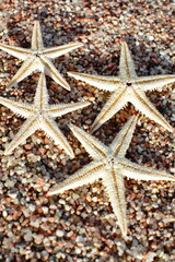 Starfish on the beach. Sandy beach with waves. Summer vacation concept. Holidays by the sea