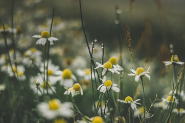 Close up of field of daisies with morning dew