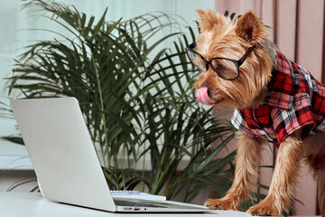 Video communication. The dog is looking at the screen laptop. Yorkshire Terrier.
