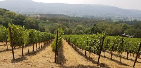 Fototapeta na wymiar California Vineyard