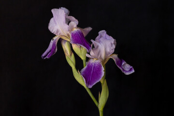 Iris flowers on a black background