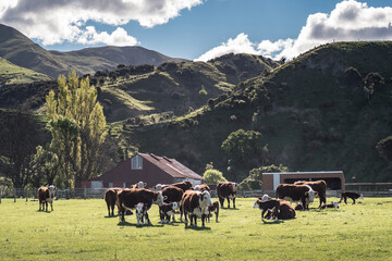 Fototapeta na wymiar Cows on grass field in sunny day, New Zealand. Mountain and sky in background.