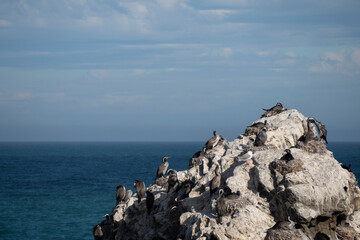 Fototapeta na wymiar Flock of Penguin on the rock near the sea. Blue sky in background. Copy space provided.