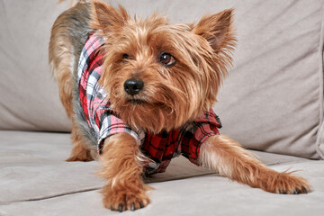 Close-up of the face of a terrier dog lying on the sofa. Dog in clothes.