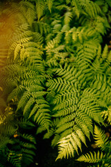 Schaugewächshäuser des Botanischen Gartens in Hamburg
