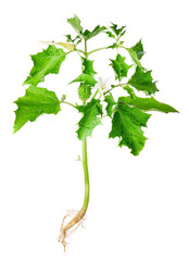 Datura stramonium, known by the common names thorn apple, jimsonweed (jimson weed) or devil's snare.  Isolated on white background.