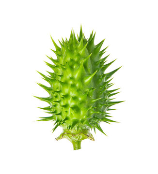 Datura stramonium, known by the common names thorn apple, jimsonweed (jimson weed) or devil's snare.  Fruit isolated on white background.
