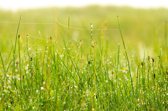 Morning close up of fresh green grass with dew drops background