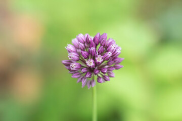 Decorative garlic on a blurry background.Free space for text