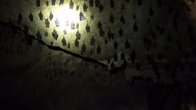 Creepy footage of walk through the bat cave with a flashlight. Bats hanging from the ceiling inside of rocky dark cave.