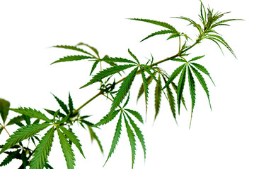 Fototapeta premium Cannabis branch isolated on a white background.