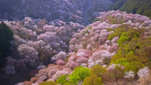 Aerial shot over Yoshino mountains covered by full blossom cherry trees and Cryptomeria Japonica cypress, Nara province, Japan. Unesco World Heritage