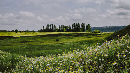 Fototapeta na wymiar Moody morning river side landscape with a field of daisies and blue sky with fluffy clouds