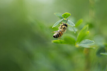 bee on a green background