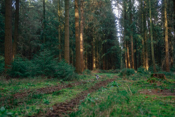 Frühlingsspaziergang im Wald mit dem Hund