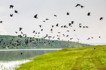Wide angle of a flock of black ravens taking off to fly on the river bank